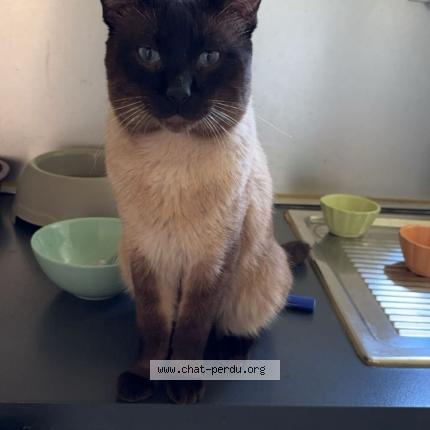 Foto 1/1 Bouboule Chat perdido en Jumet