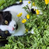 Foto del gato perdido en Evry Courcouronnes