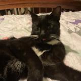 Foto del gato perdido en Lake Mary