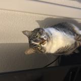 Foto del gato perdido en Castanet Tolosan