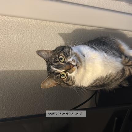 Foto 1/1 Delta Chat perdido en Castanet tolosan