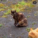 Foto del gato perdido en Denat