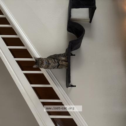 Foto 1/1 Skurge Chat perdido en Fort worth