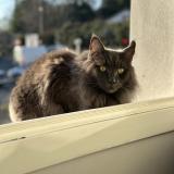 Foto del gato perdido en Nantes