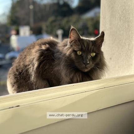 Foto 1/1 Opale Chat perdido en Nantes