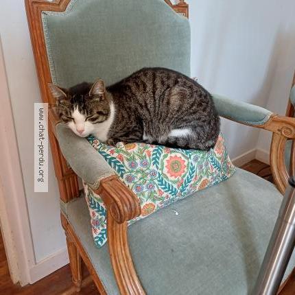 Foto 1/1 Coco Chat perdido en Saint martin des tilleuls