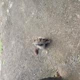 Foto de gato encontrado en Saint Denis