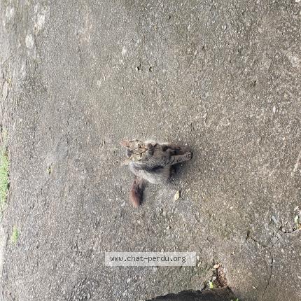 Foto 1/1 Gato encontrado Encontrado en Saint denis