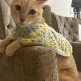 Foto del gato perdido en Piura