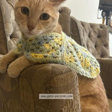 Foto 1/2 Grecco Chat perdido en Piura