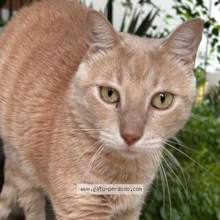 Foto 2/2 Grecco Chat perdido en Piura