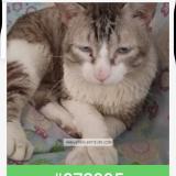 Foto del gato perdido en Barx La Drova