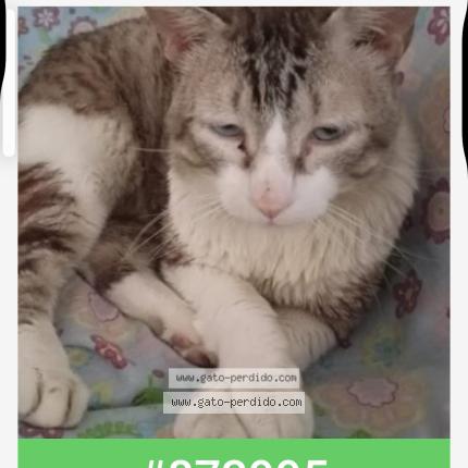 Foto 1/1 Bowie Chat perdido en Barx la drova