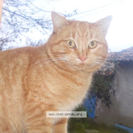 Foto 1/1 Gofer Chat perdido en Thoard