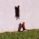 Foto del gato perdido en Montaulin