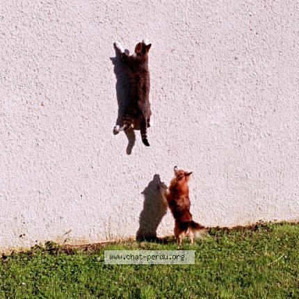 Foto 1/1 Mia Chat perdido en Montaulin