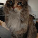 Foto del gato perdido en Henin Beaumont