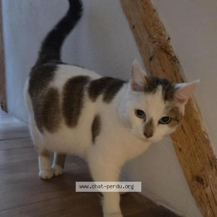 Foto 1/2 Gato encontrado Encontrado en Dun