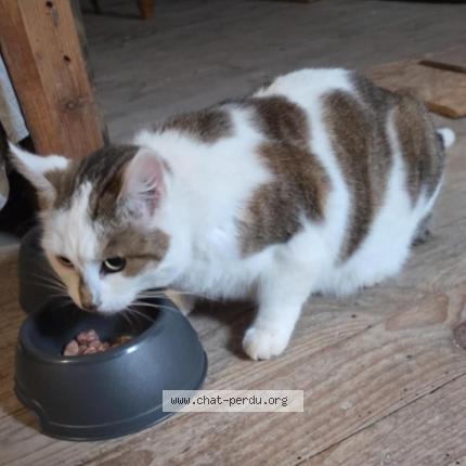 Foto 2/2 Gato encontrado Encontrado en Dun