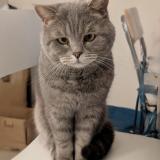 Foto del gato perdido en Tassin