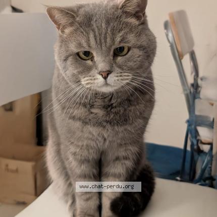 Foto 1/1 L&eacute;on Chat perdido en Tassin