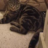 Foto del gato perdido en Bollene