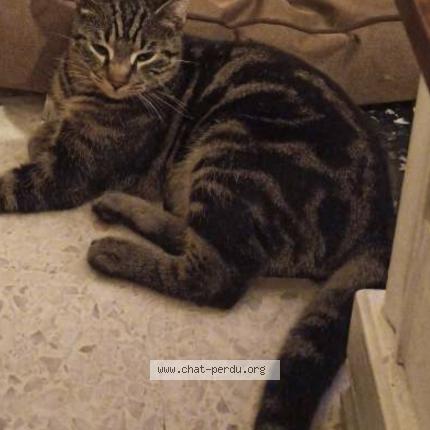 Foto 1/1 Tigrou Chat perdido en Bollene