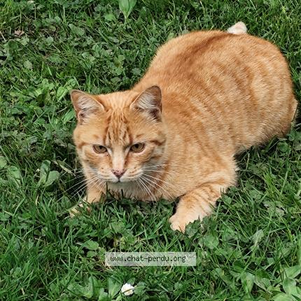 Foto 1/1 Gato encontrado Encontrado en Montauban