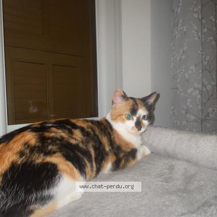 Foto 1/1 Kinshasa Chat perdido en Nice