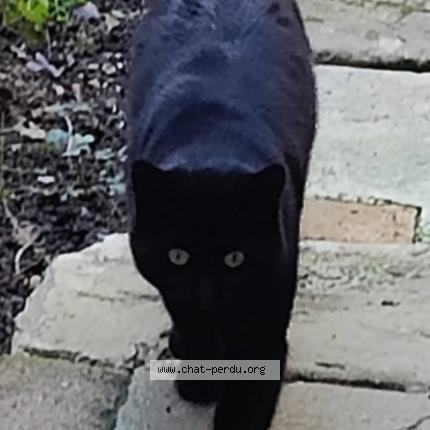 Foto 1/1 Gato encontrado Encontrado en Chateau renault