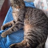 Foto del gato perdido en Chantepie