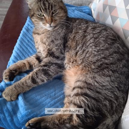 Foto 1/1 Tigrou Chat perdido en Chantepie