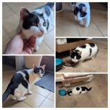 Foto de gato encontrado en Gouffern En Auge Chambois