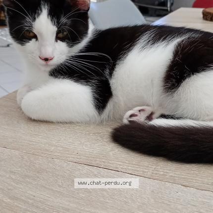 Foto 1/1 Shipper Chat perdido en Malissard