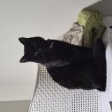 Foto del gato perdido en Marck