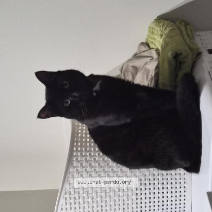 Foto 1/1 Aqua Chat perdido en Marck