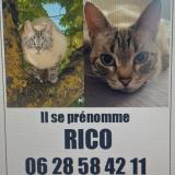 Foto del gato perdido en Bondues