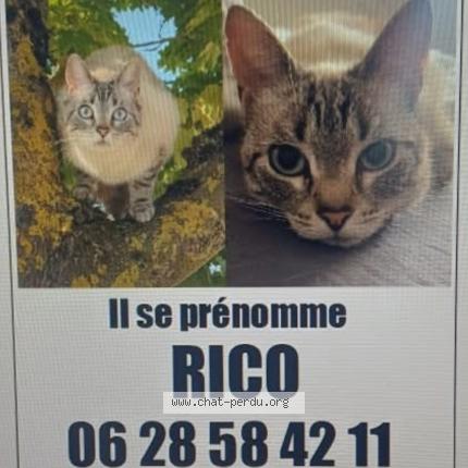 Foto 1/1 Rico Chat perdido en Bondues