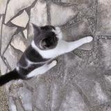 Foto de gato encontrado en Saint Pee Sur Nivelle