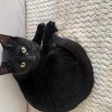 Foto de gato encontrado en Vitry Sur Seine