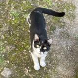 Foto del gato perdido en Nantes