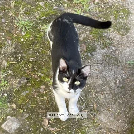 Foto 1/1 Swippy Chat perdido en Nantes