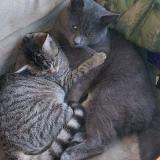 Foto del gato perdido en Saint Meloir Des Ondes