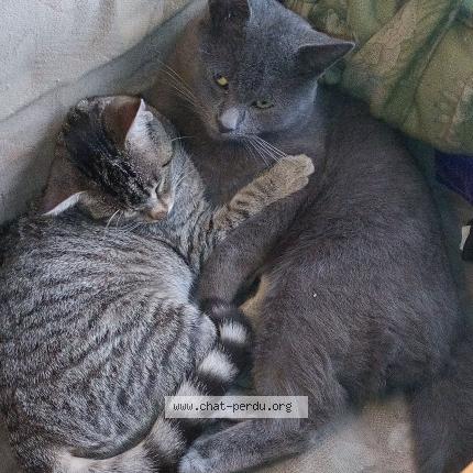 Foto 1/1 Petit gris Chat perdido en Saint meloir des ondes