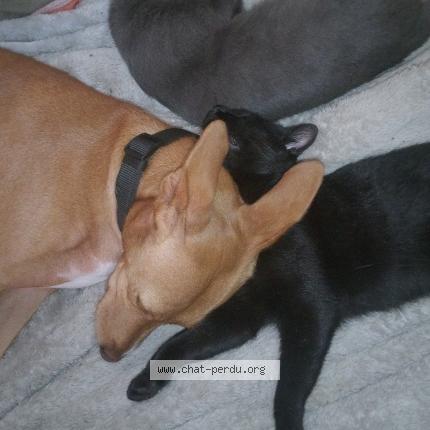 Foto 1/1 Petit noir Chat perdido en Saint meloir des ondes