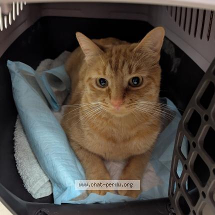 Foto 1/1 Garfield Chat perdido en Crozon