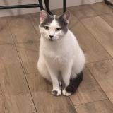 Foto del gato perdido en Aubagne