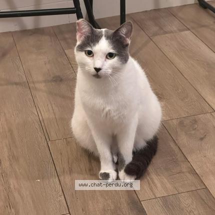 Foto 1/1 Mojo Chat perdido en Aubagne