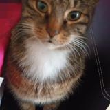 Foto del gato perdido en Melun