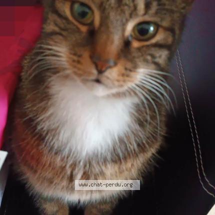 Foto 1/2 Biscotte Chat perdido en Melun